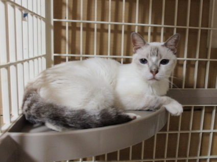 20140924chamu01.jpg