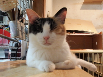 20140924choko01.jpg