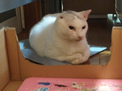 20140924ginn01.jpg