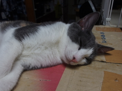 20140924nagi01.jpg