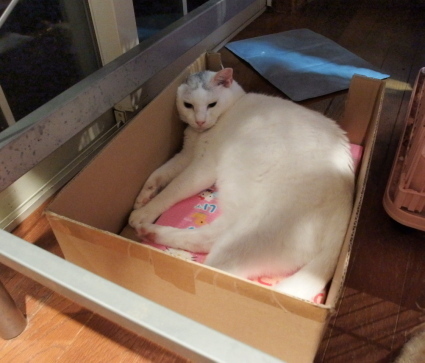 20140925ginn01.jpg