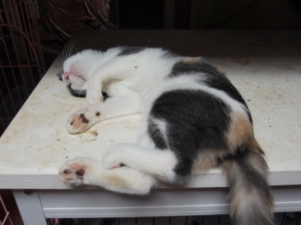 20140926nagi02.jpg
