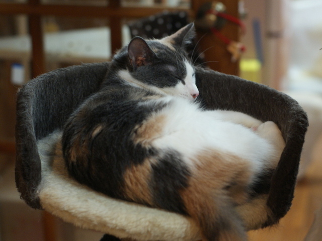 20140929mugi01.jpg