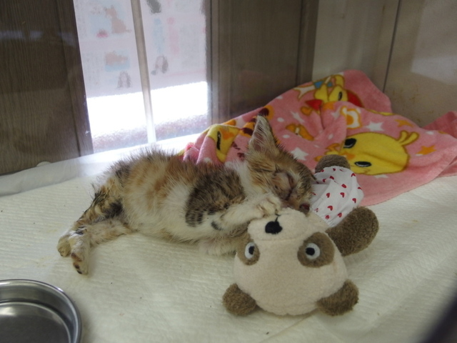 20141004mugi02.jpg