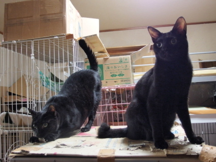 20141013kuroneko01.jpg