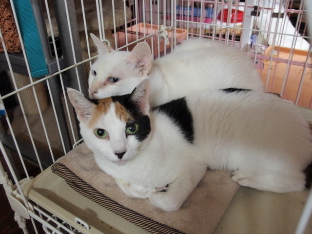 20141015yuki_mika01.jpg