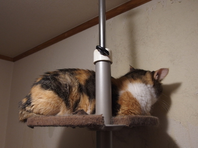 20141103mi-ko01.jpg