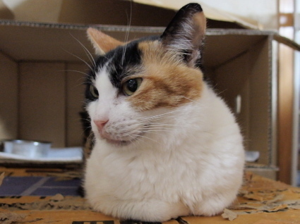 20141116choko01.jpg