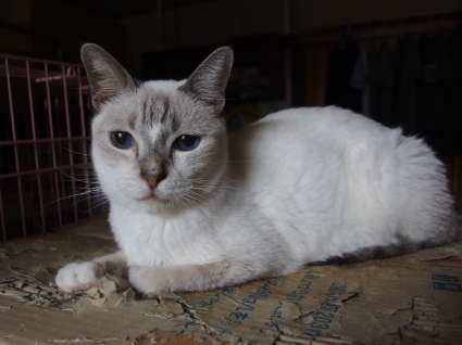 20141118chamu01.jpg