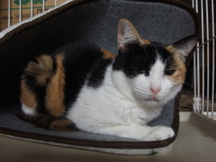20141118choko01.jpg
