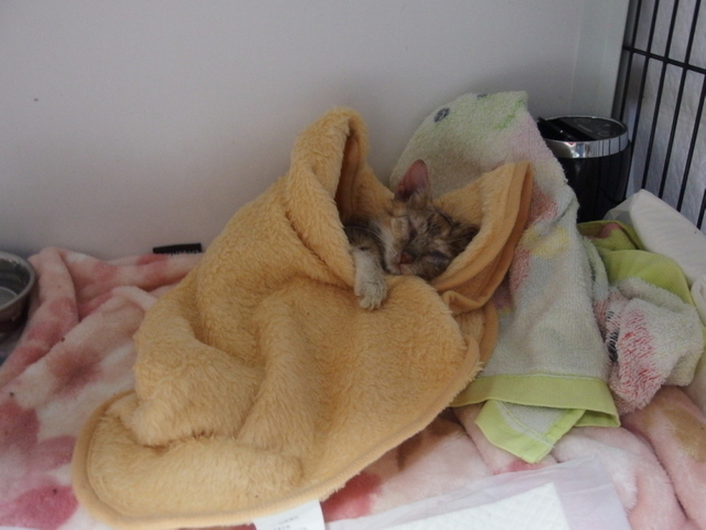 20141120mugi01.jpg