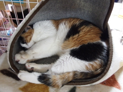 20141128choko01.jpg