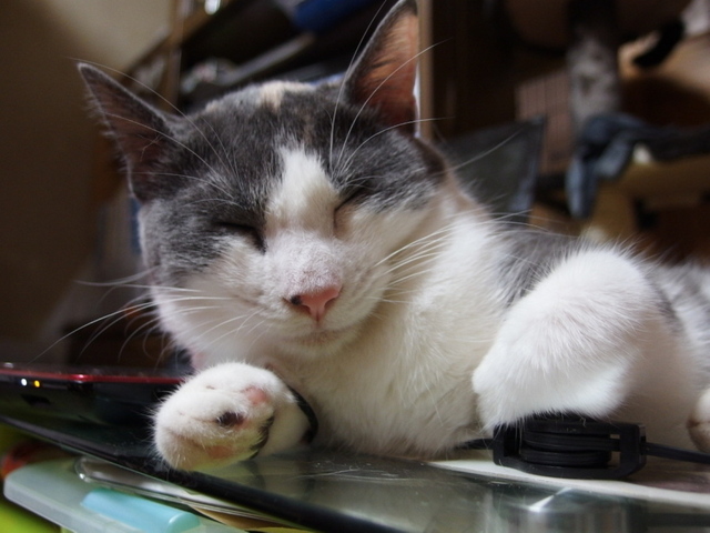 20141128nagi04.jpg