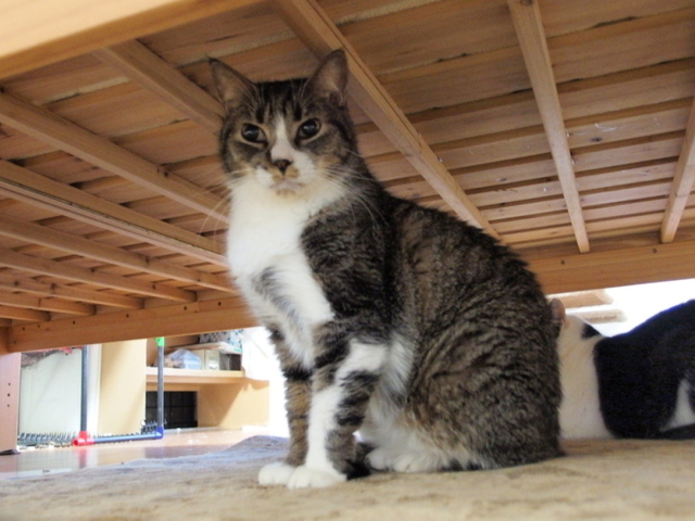 20141220so-ma02.jpg