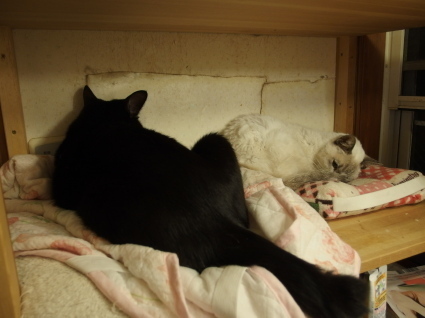 20141226cham02.jpg