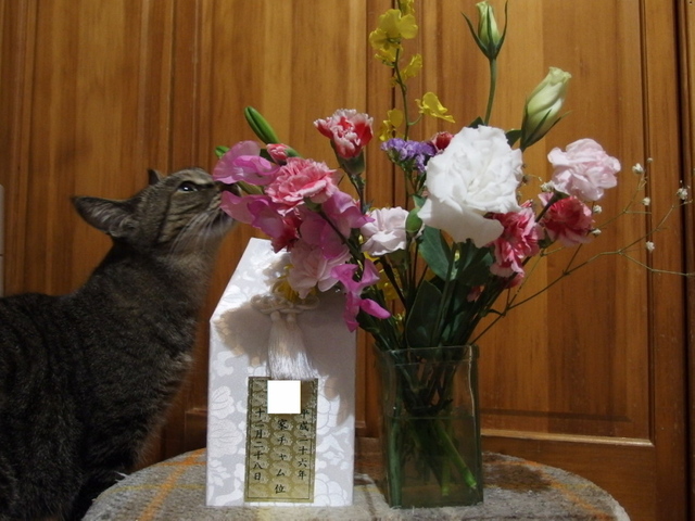 20141228cham01.jpg