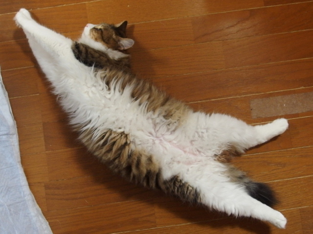 20141229mimi01.jpg