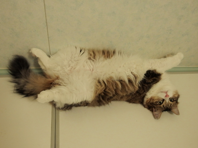 20141229mimi02.jpg