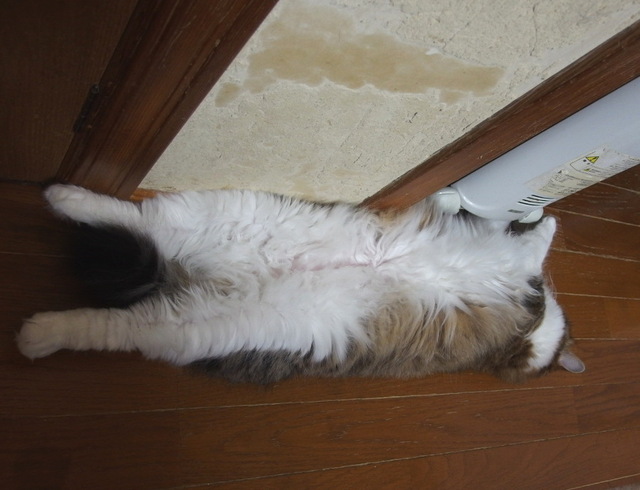 20150110mimi01.JPG