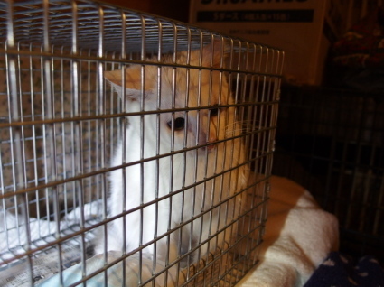 20150114koya02.jpg