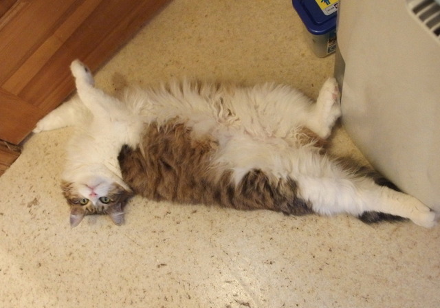 20150118mimi01.JPG