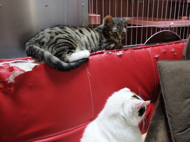 20150129kokoro01.jpg