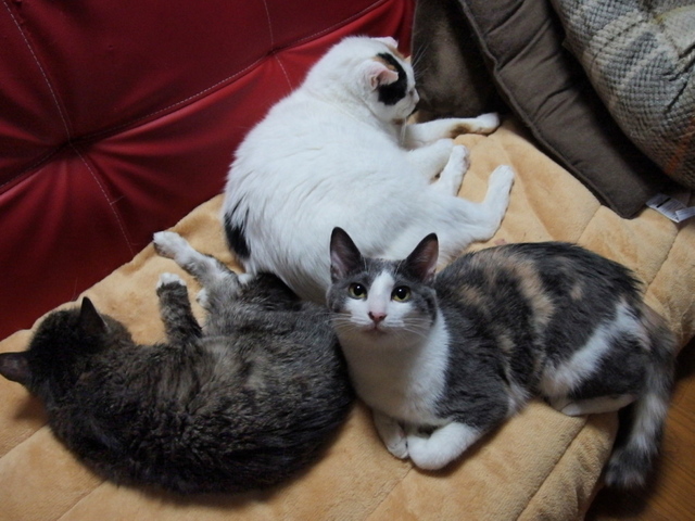20150129nagi02.jpg