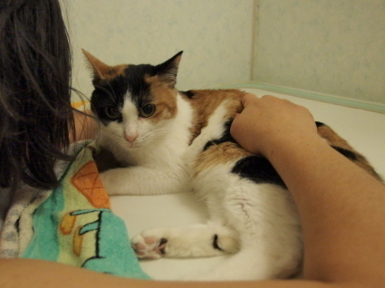 20150204choko01.jpg
