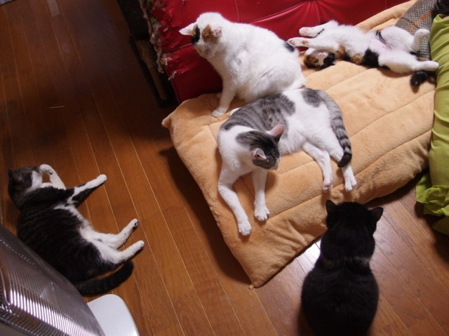 20150224mikeyo01.jpg