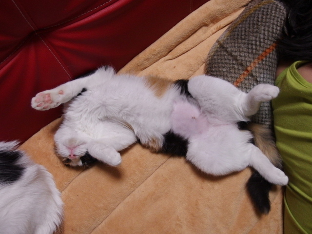 20150224mikeyo02.jpg