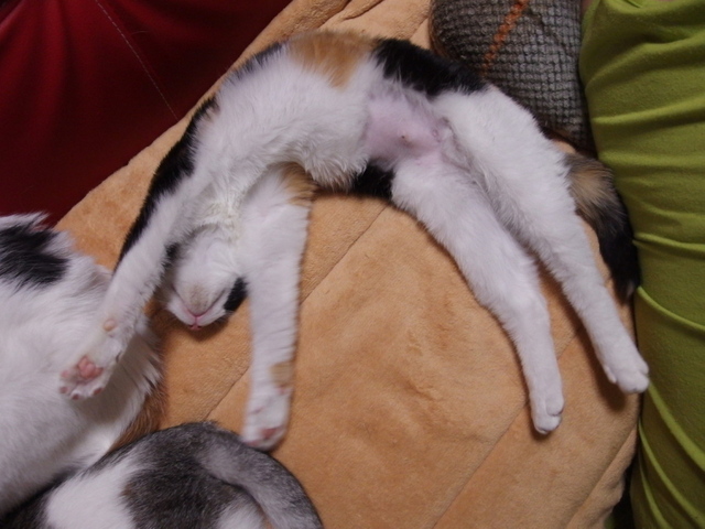 20150224mikeyo03.jpg