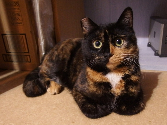 20150224sabiko01.jpg