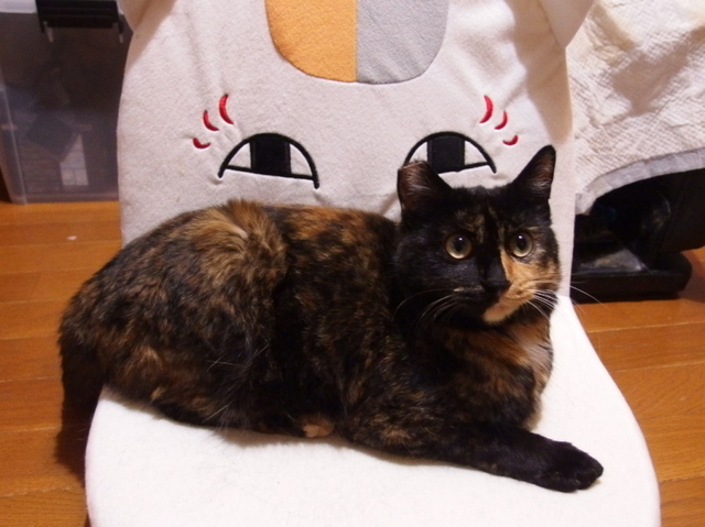 20150224sabiko02.jpg