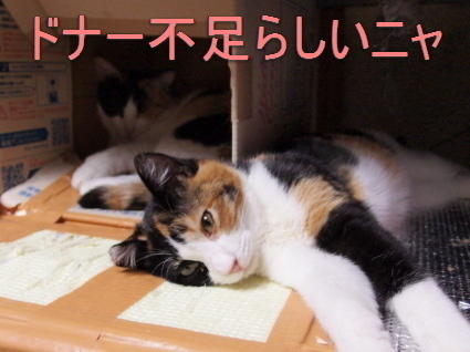 20150226mikeyo_choko02.jpg