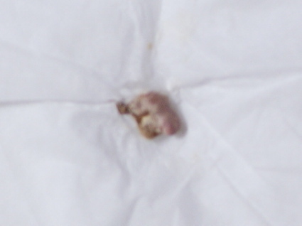 20150301suzu02.jpg