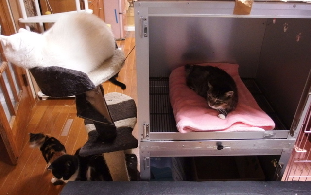 20150307ururu01.jpg
