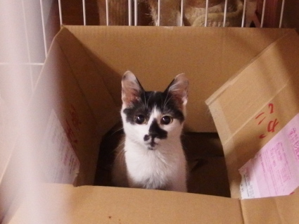 20150311sawa01.jpg