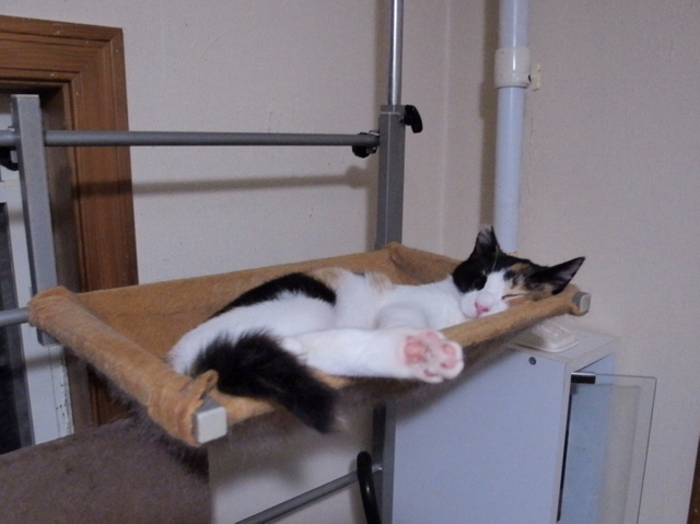 20150323mikeyo02.jpg