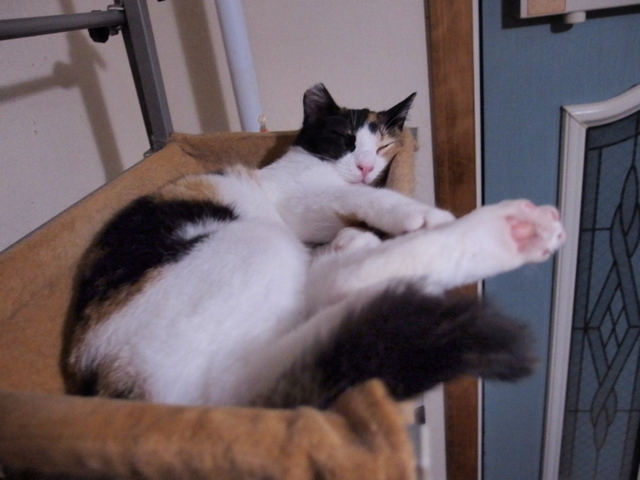 20150323mikeyo03.jpg