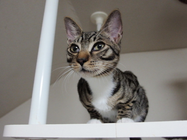 20150329kokoro01.jpg