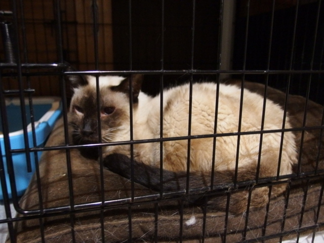 20150329milk01.jpg