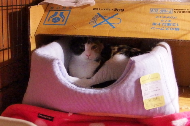 20150330mikeyo03.jpg