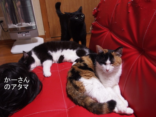 20150404choko01.jpg