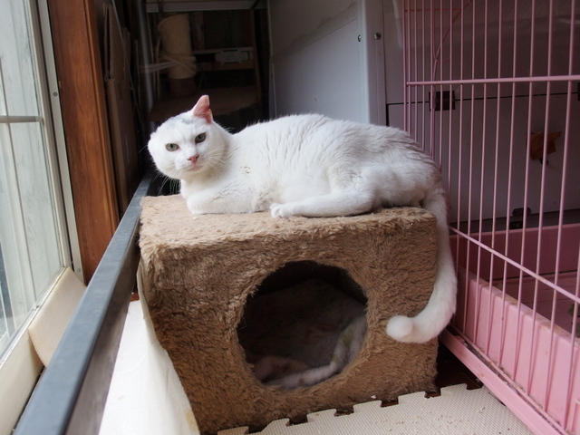 20150404gin02.jpg