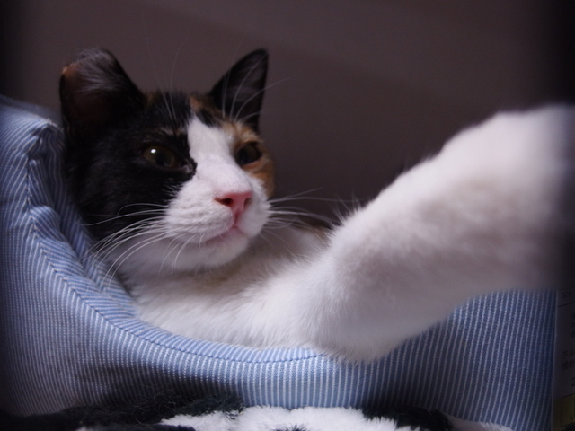 20150404mikeyo01.jpg