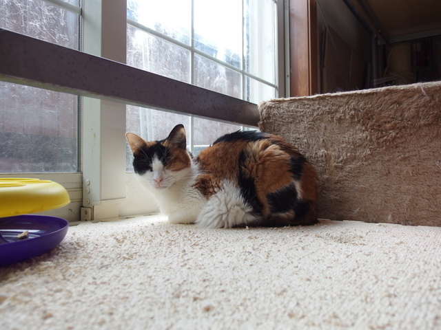 20150411choko02.jpg