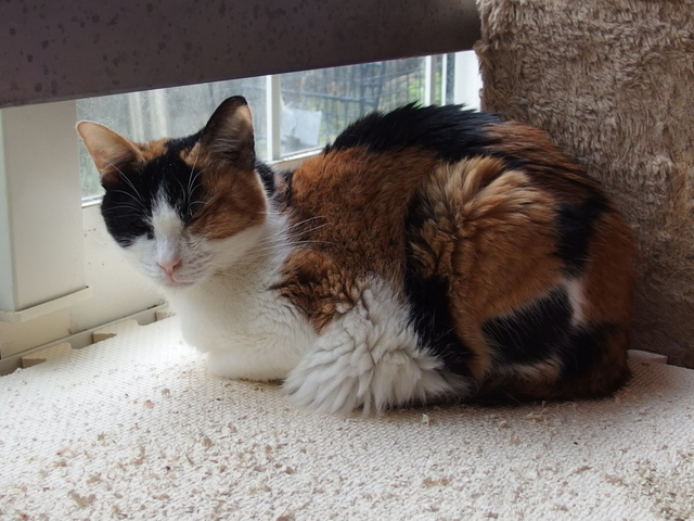 20150411choko03.jpg