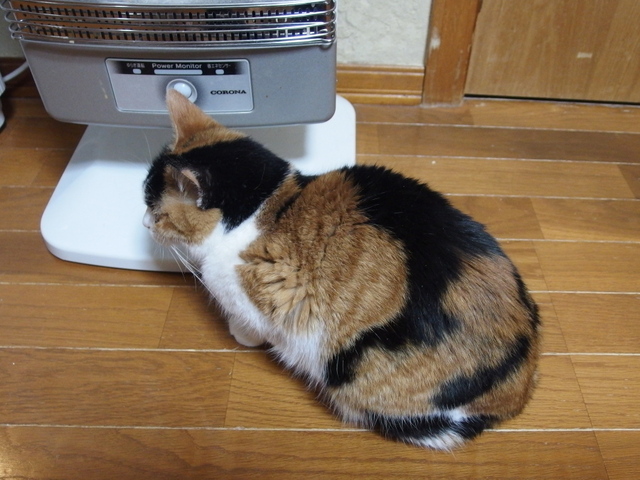 20150411choko04.jpg