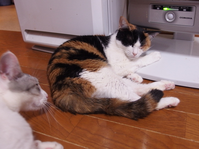 20150411choko05.jpg