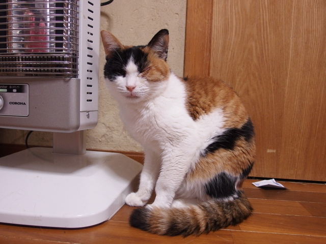 20150411choko06.jpg